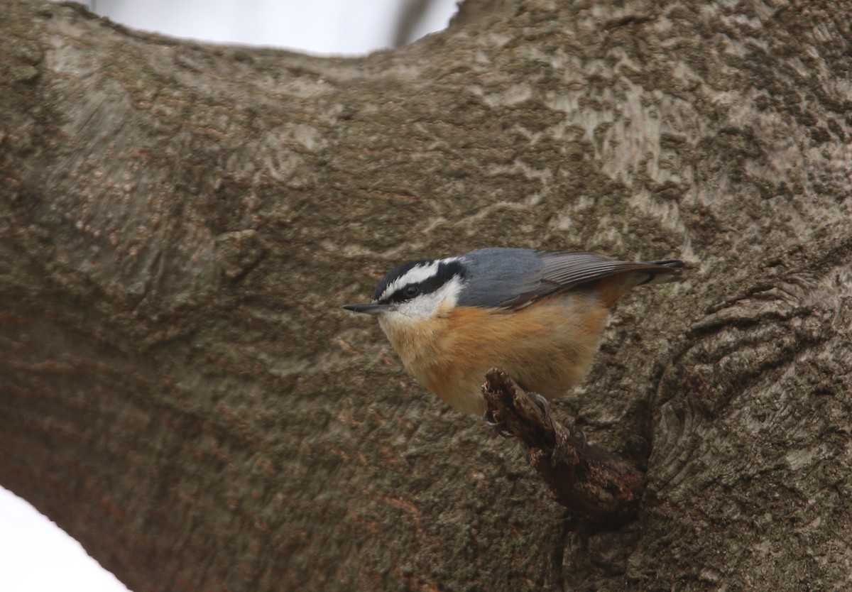 Red-breasted Nuthatch - ML617053962