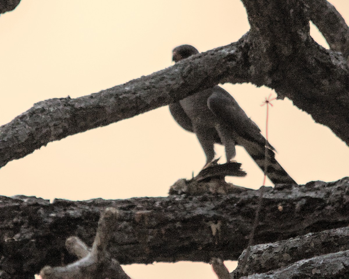 Ovambo Sparrowhawk - ML617053966