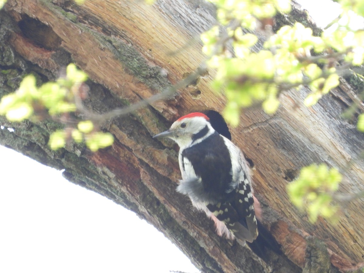 Middle Spotted Woodpecker - ML617053968