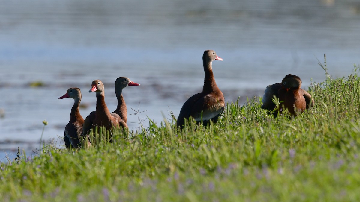 Black-bellied Whistling-Duck - Carl Winstead