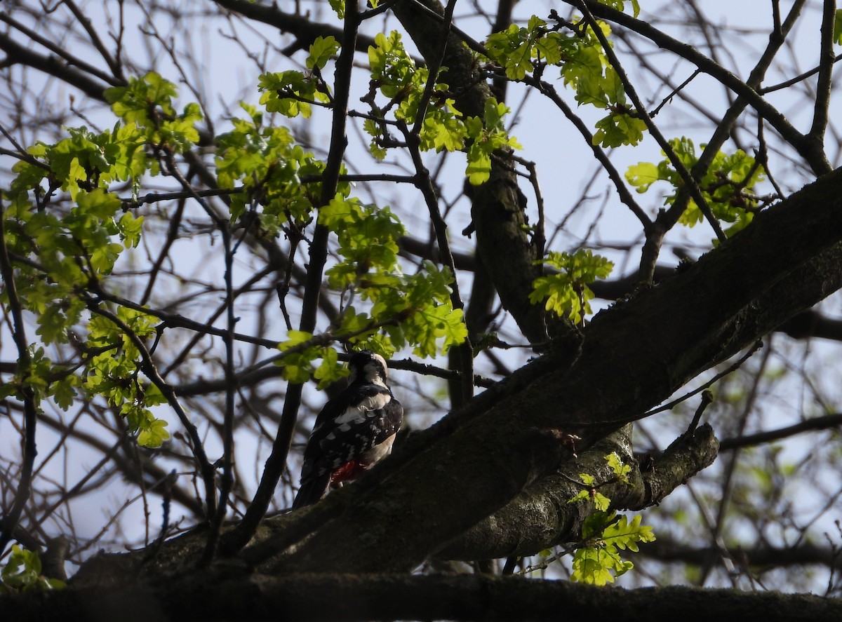 Great Spotted Woodpecker - ML617053988