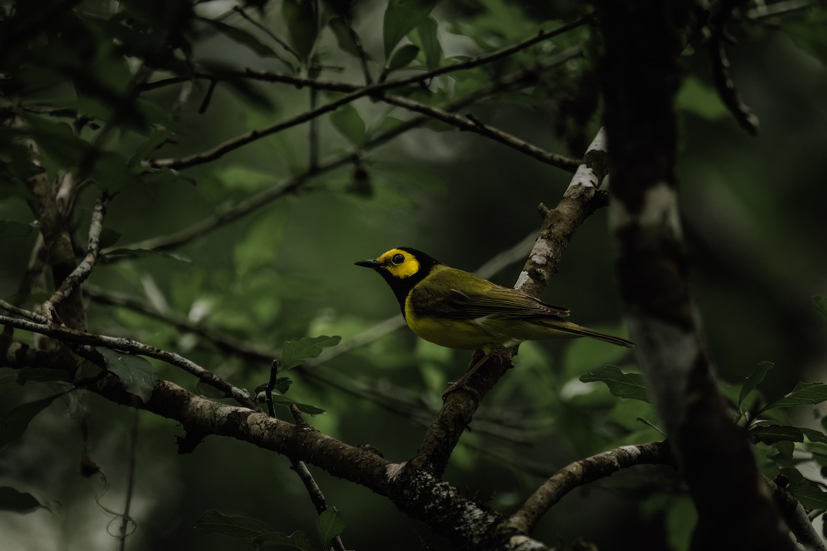 Hooded Warbler - Ryan Wallace