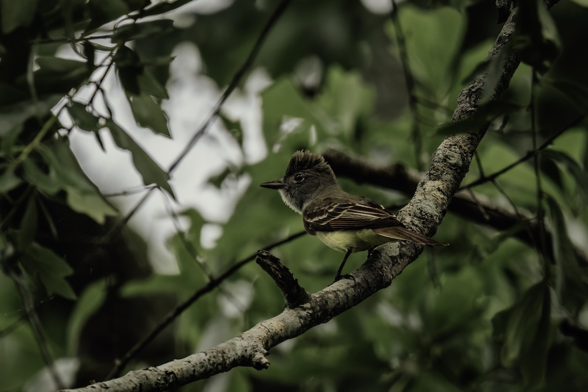 Great Crested Flycatcher - Ryan Wallace