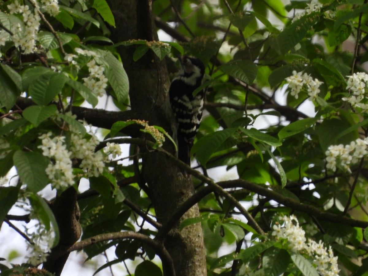 Lesser Spotted Woodpecker - ML617054006