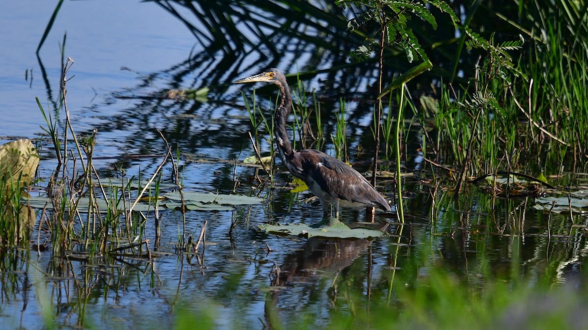 Tricolored Heron - Carl Winstead