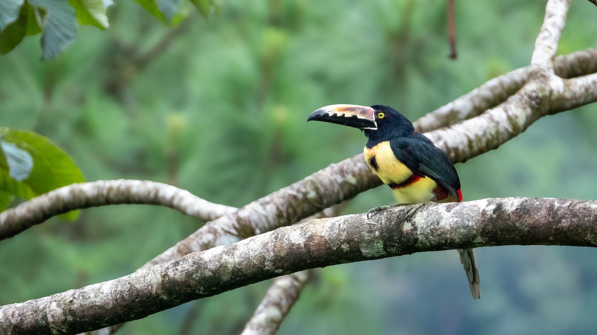 Collared Aracari - ML617054045