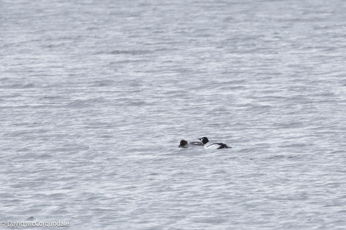 Common Goldeneye - ML617054063