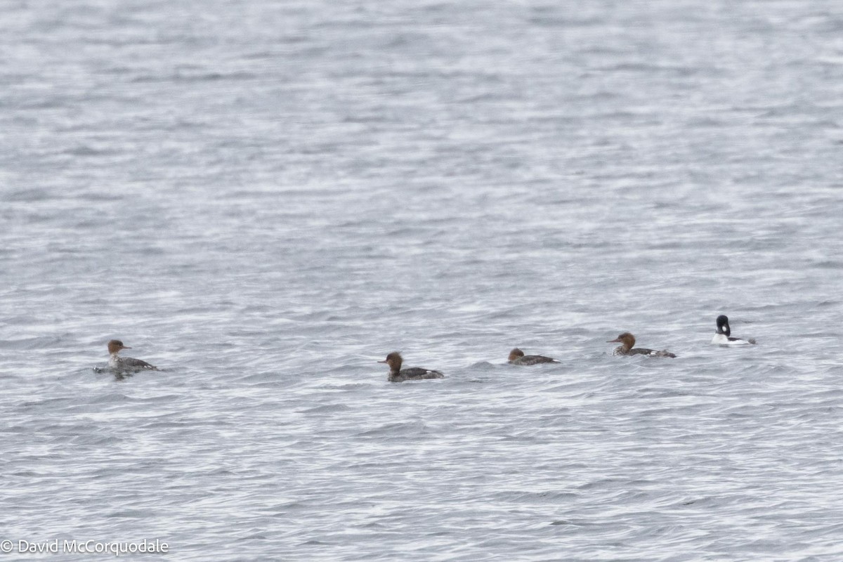 Red-breasted Merganser - ML617054066