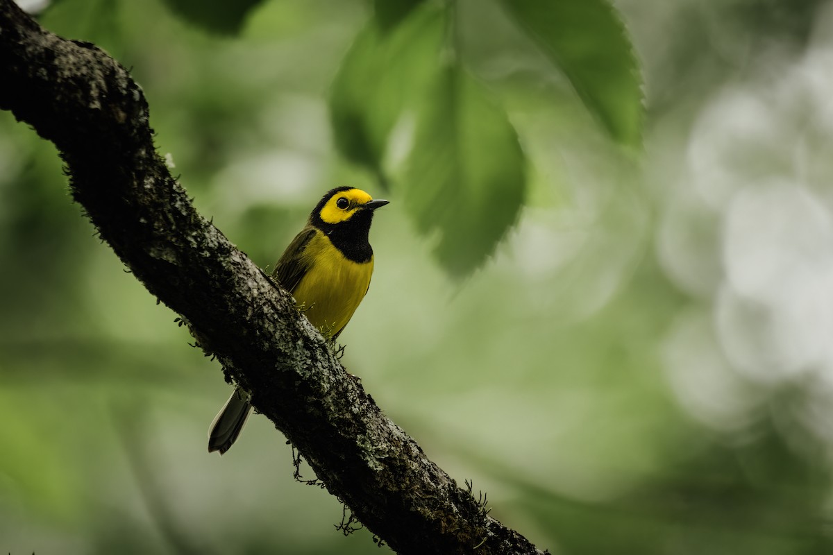 Hooded Warbler - Ryan Wallace