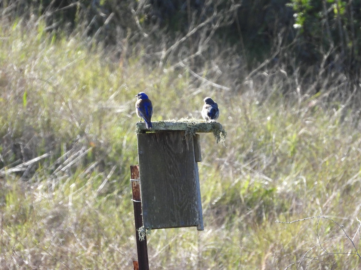 Western Bluebird - ML617054101