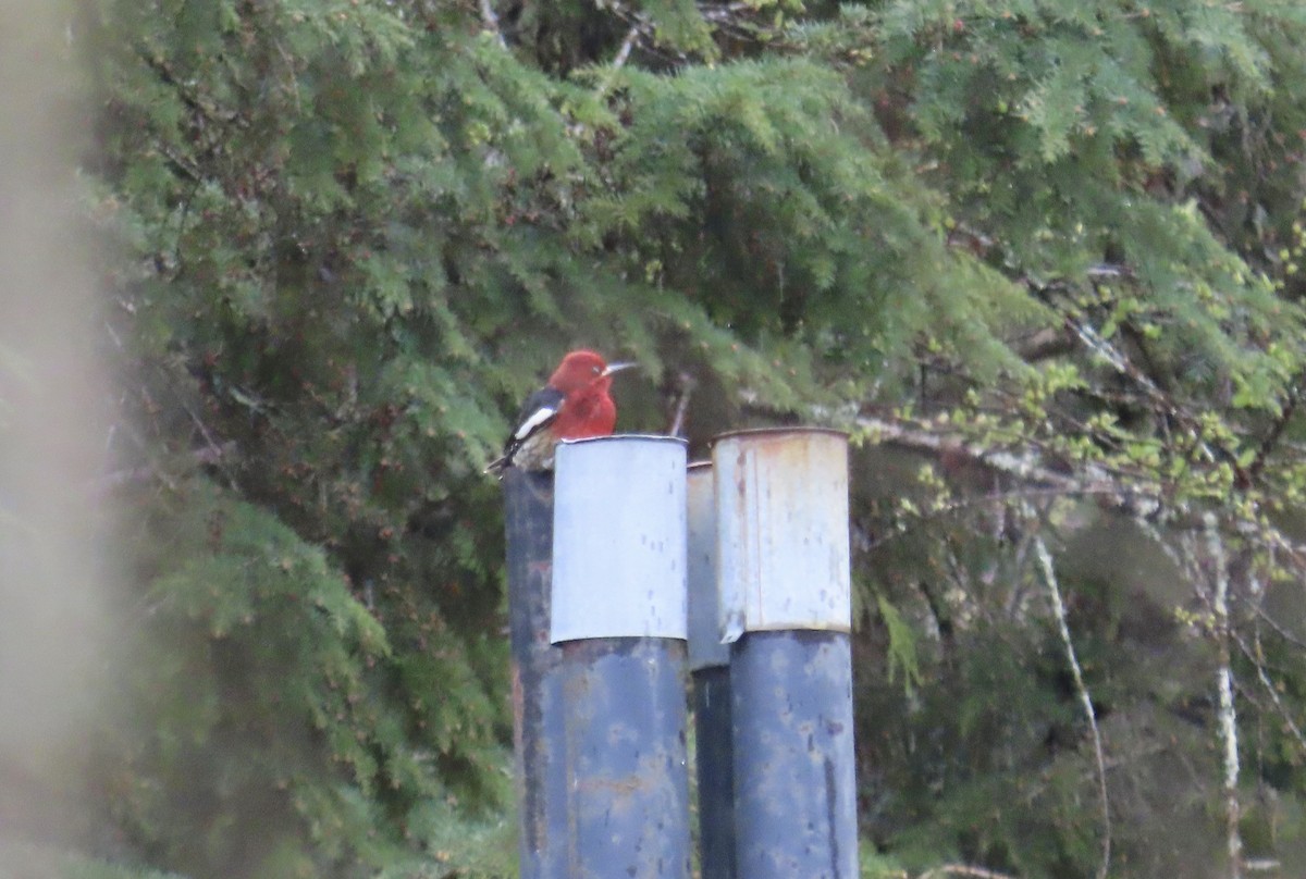 Pic à poitrine rouge - ML617054131