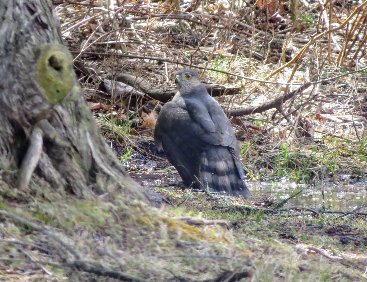 Sharp-shinned Hawk - Iain MacLeod