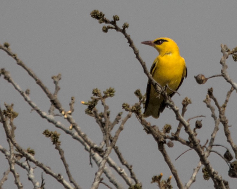 African Golden Oriole - Cameron Blair