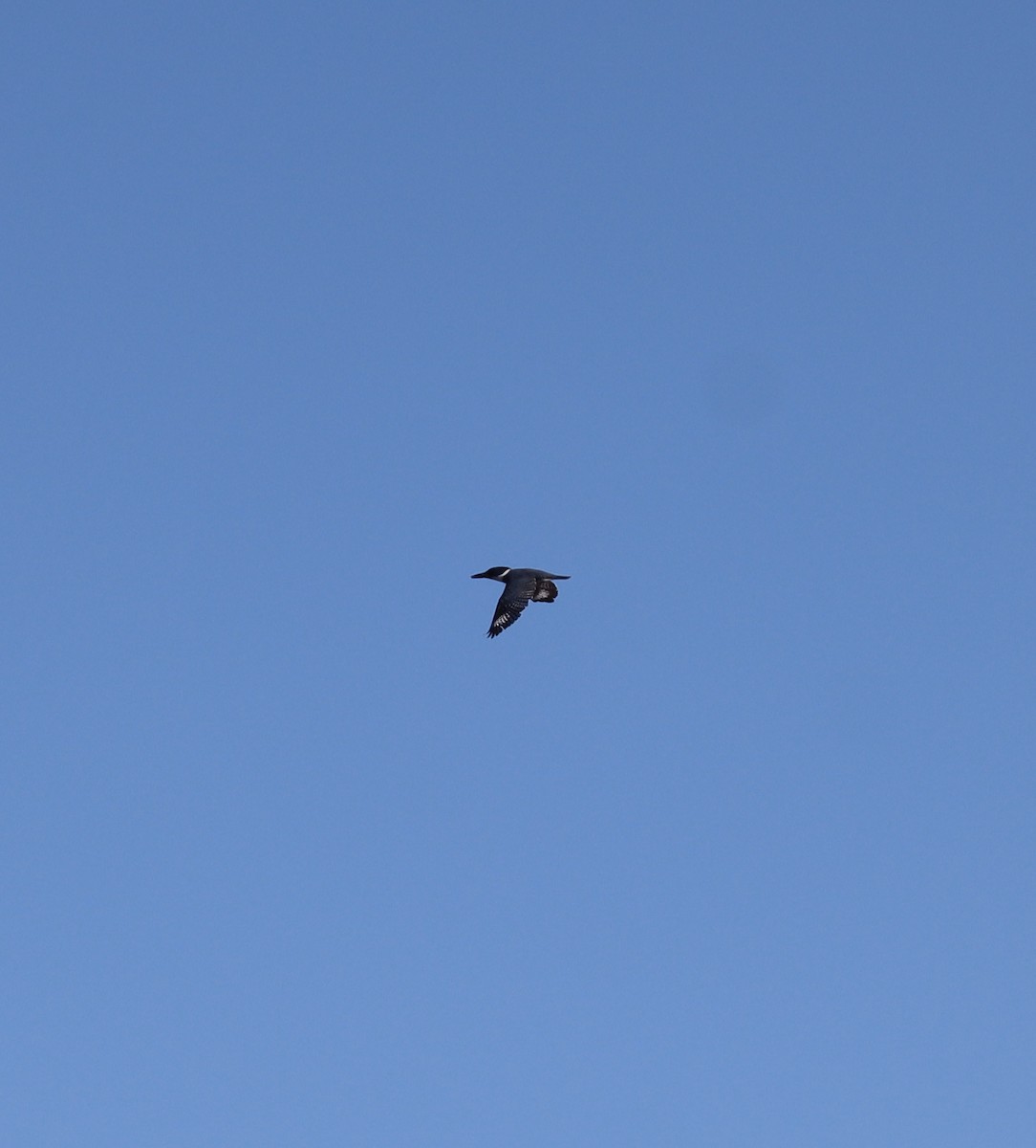 Belted Kingfisher - Erick Masias