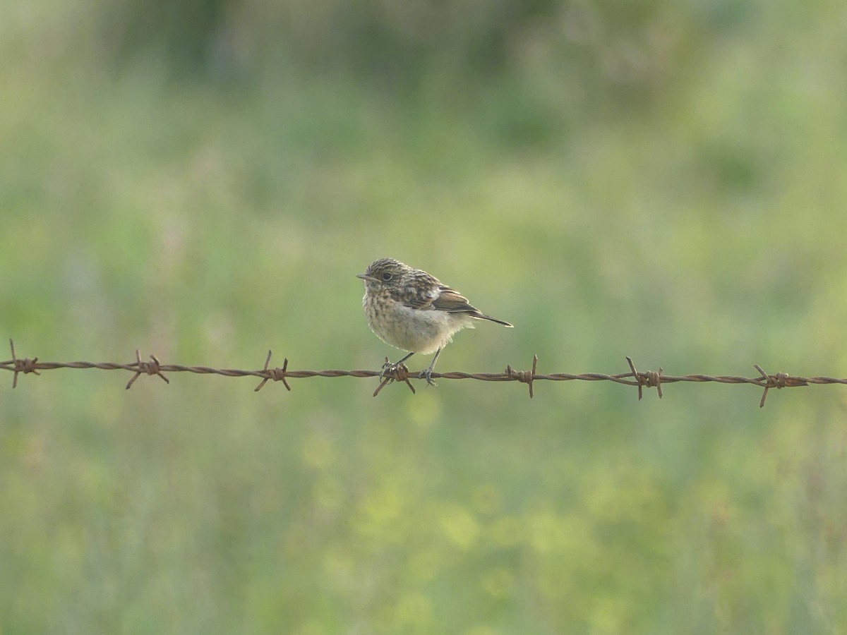 European Stonechat - ML617054165