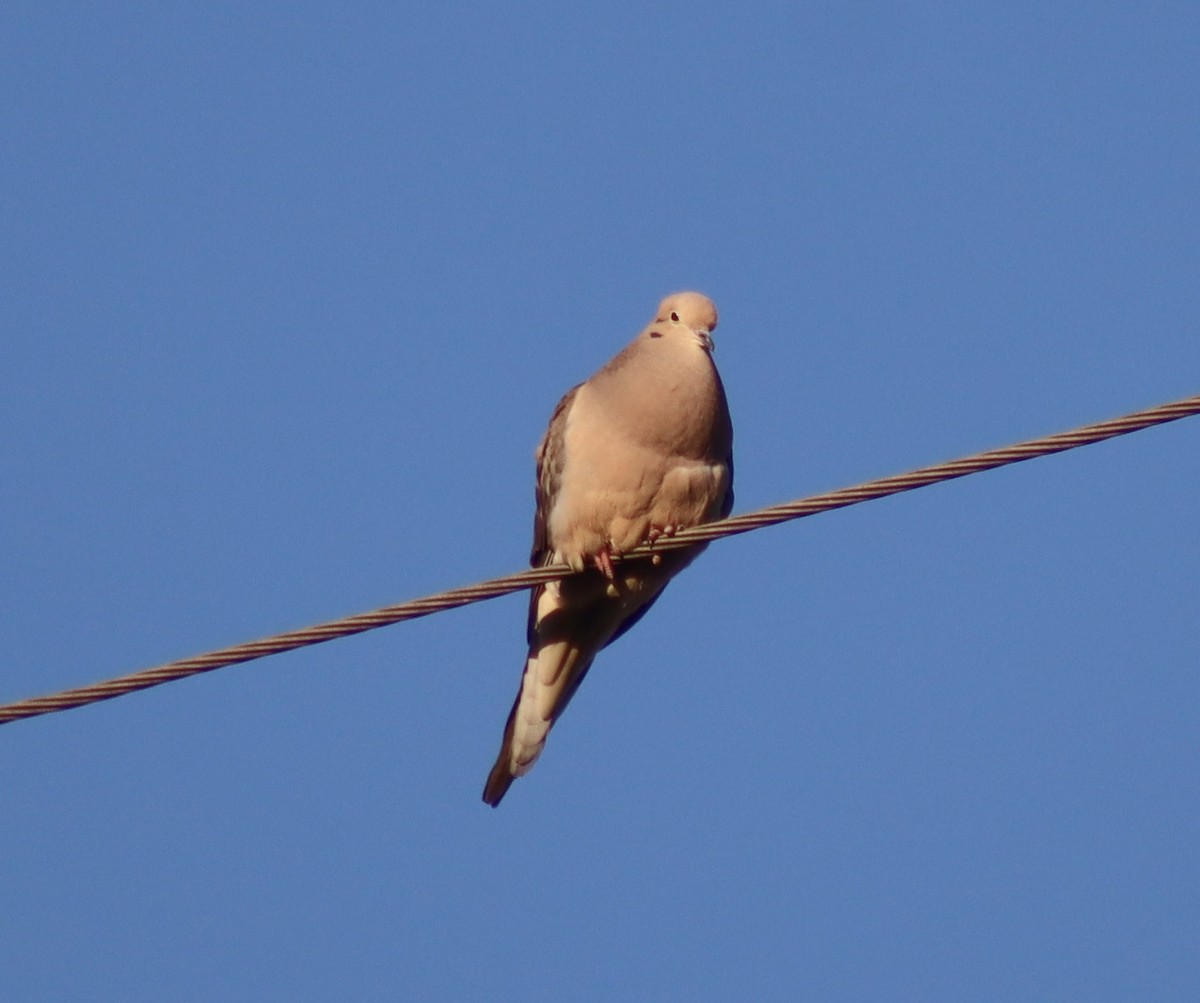 Carolinataube - ML617054174
