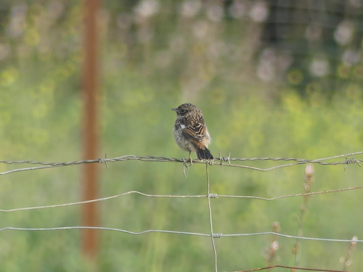 European Stonechat - ML617054202