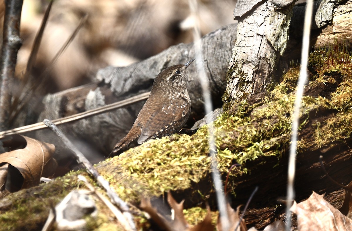 Winter Wren - David Kane