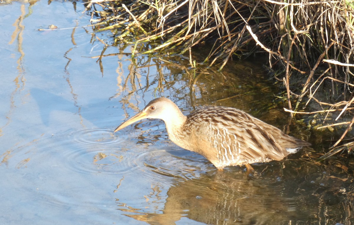 Clapper Rail - ML617054256