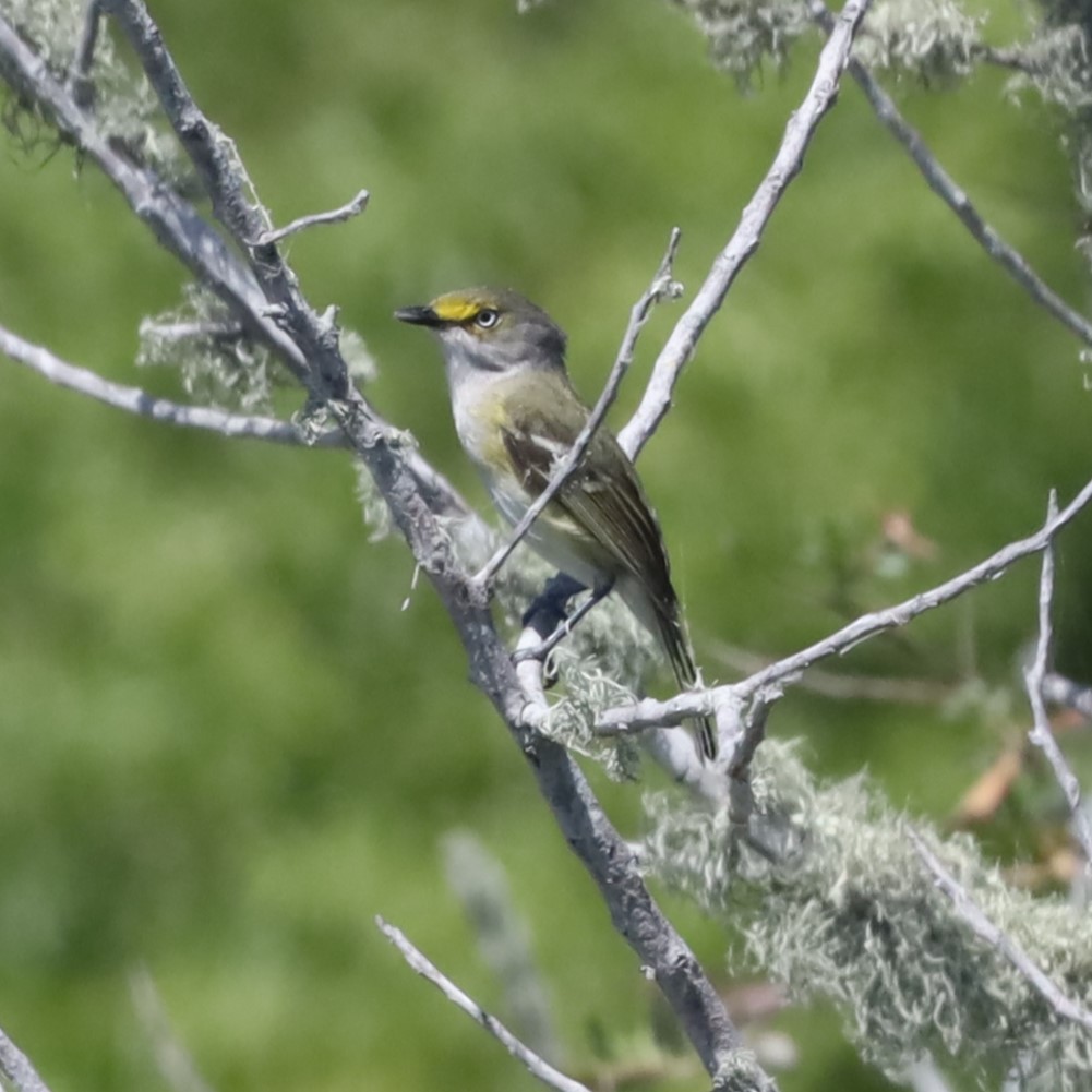 Weißaugenvireo - ML617054271