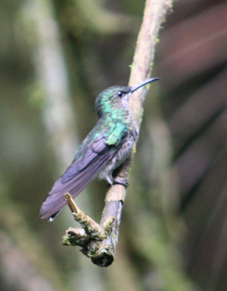 kolibřík vidloocasý - ML617054273