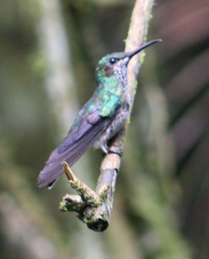 kolibřík vidloocasý - ML617054274