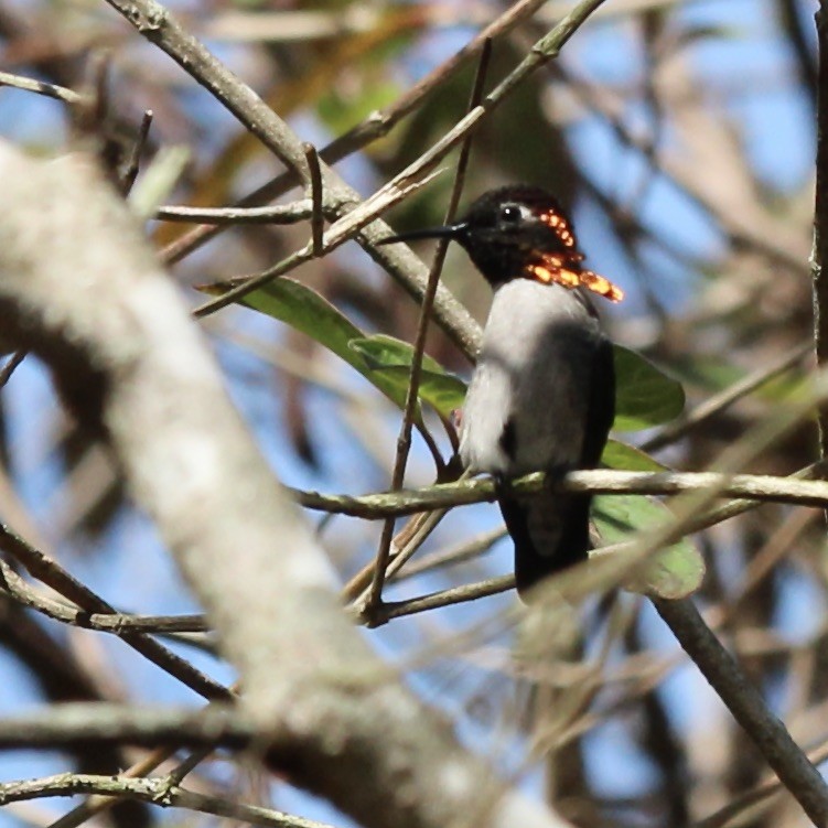 Bee Hummingbird - ML617054276