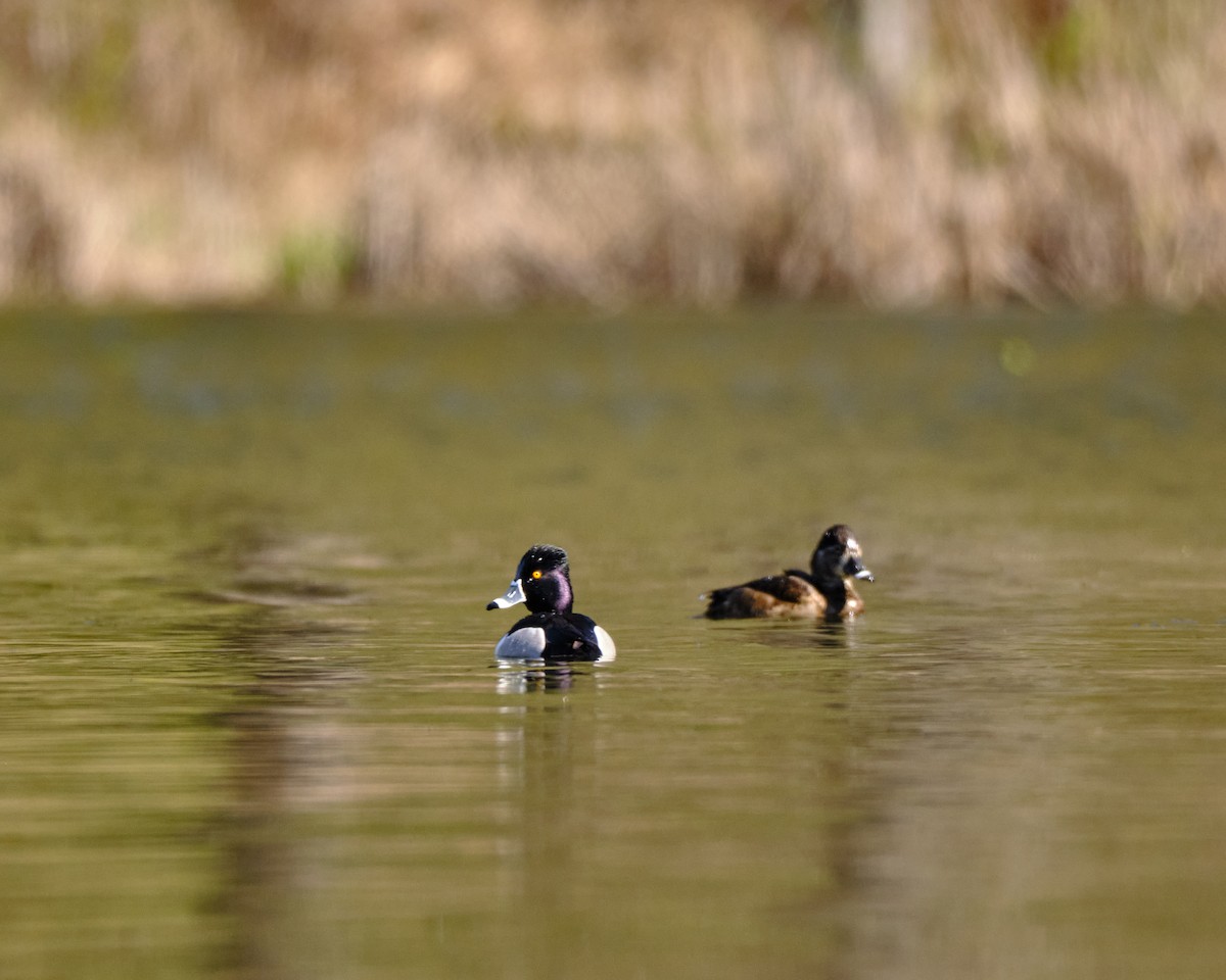Ring-necked Duck - Ivan Chao