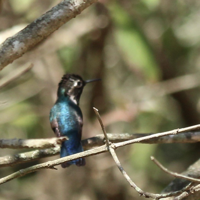 Bee Hummingbird - Stuart White