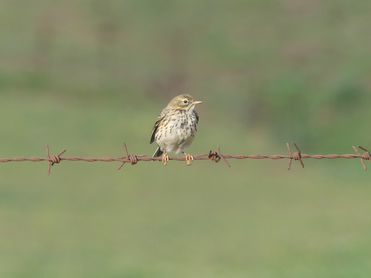 Meadow Pipit - ML617054294