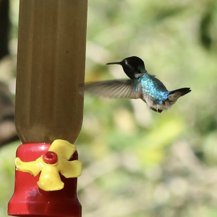 Bee Hummingbird - Stuart White