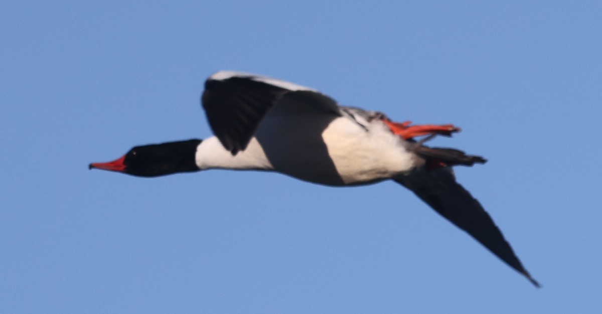 Common Merganser (North American) - ML617054319