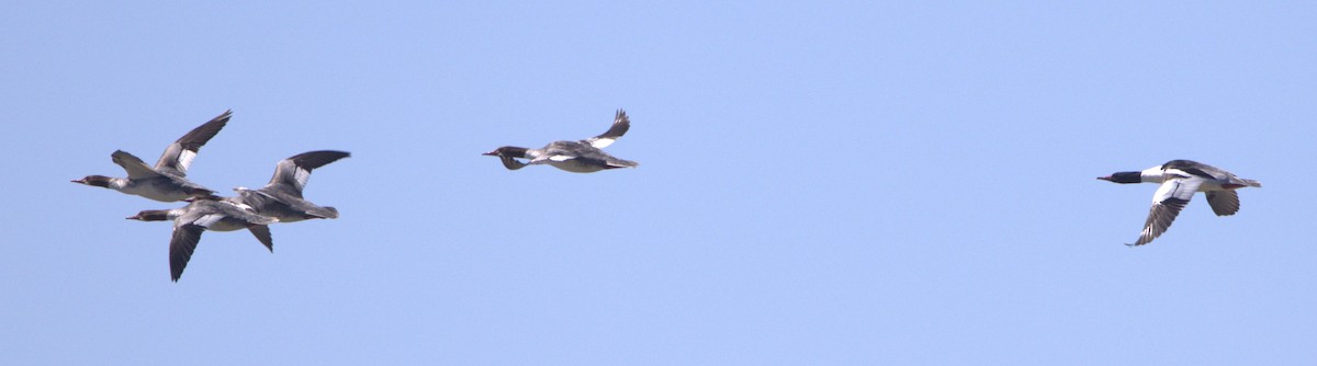 Common Merganser (North American) - ML617054321