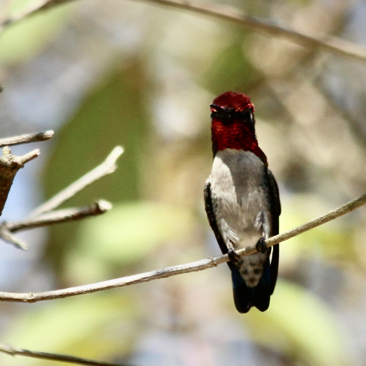 Bee Hummingbird - ML617054322
