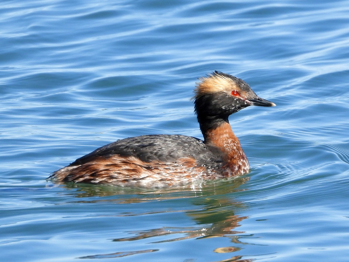 Horned Grebe - Pat Hare