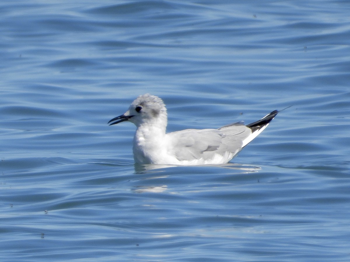 Bonaparte's Gull - Pat Hare