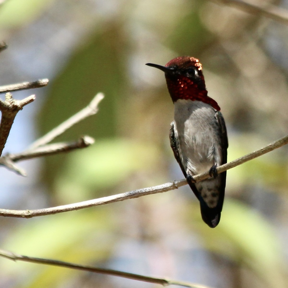 Bee Hummingbird - Stuart White
