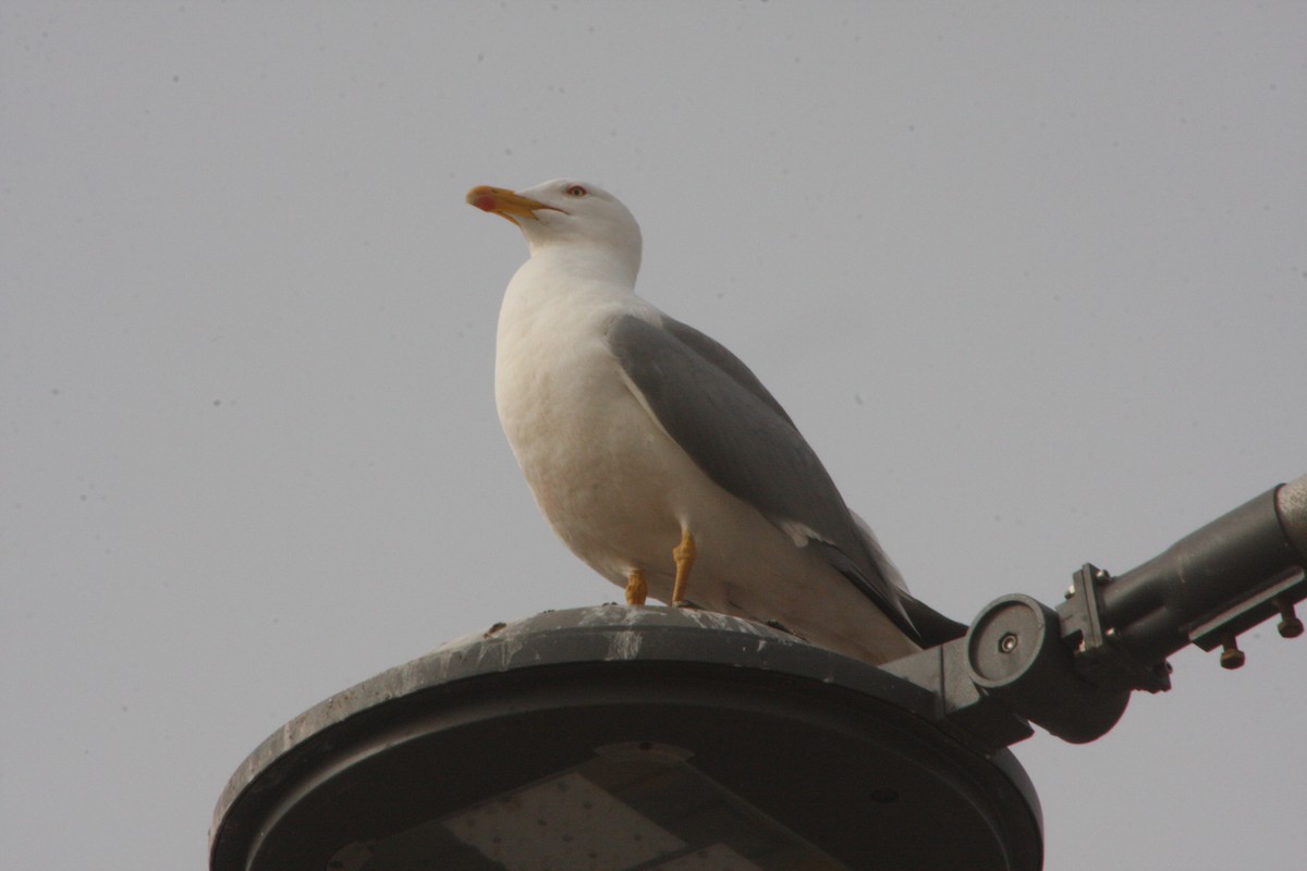 Yellow-legged Gull - ML617054377