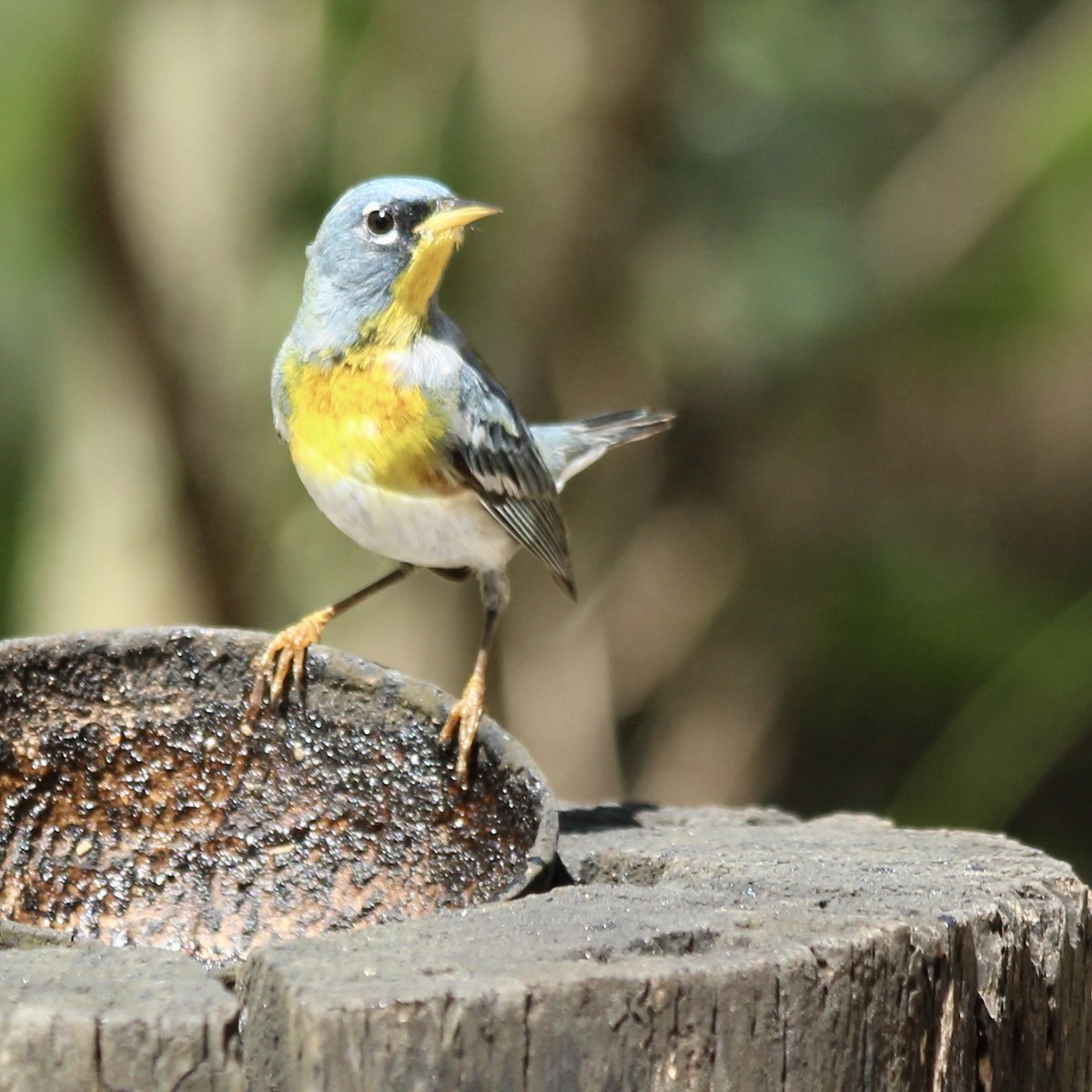 Northern Parula - ML617054386