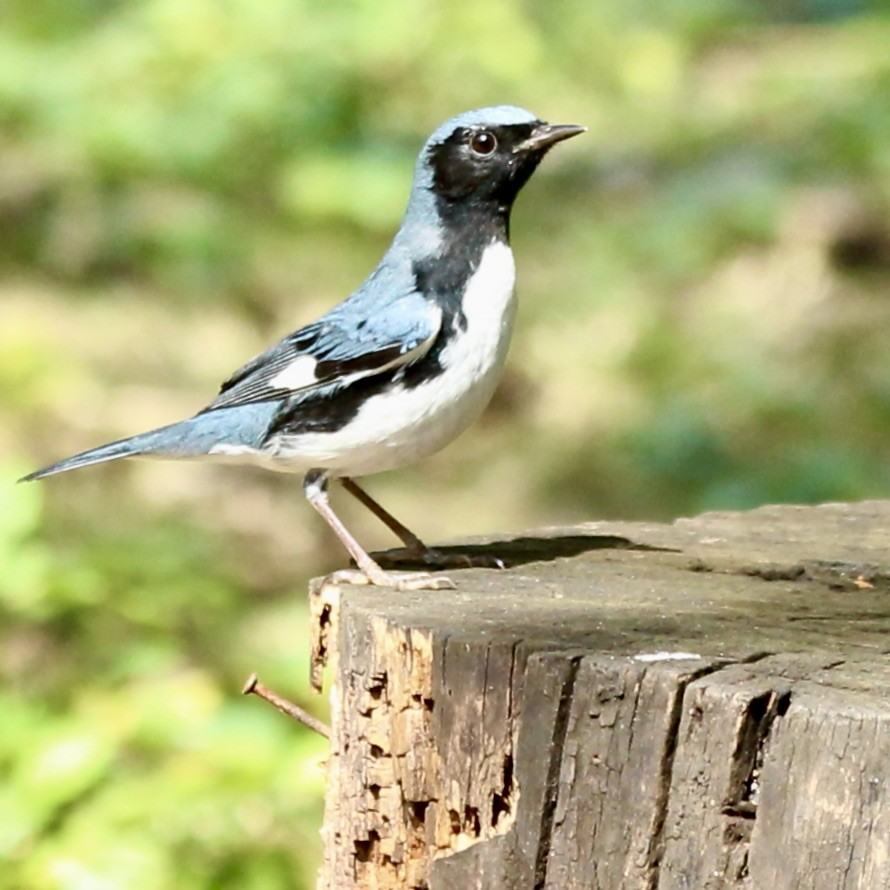 Black-throated Blue Warbler - Stuart White