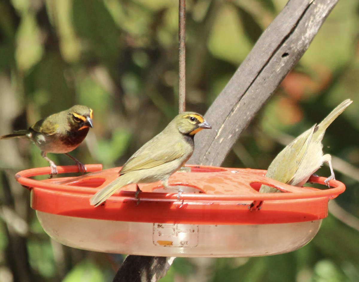 Yellow-faced Grassquit - Stuart White