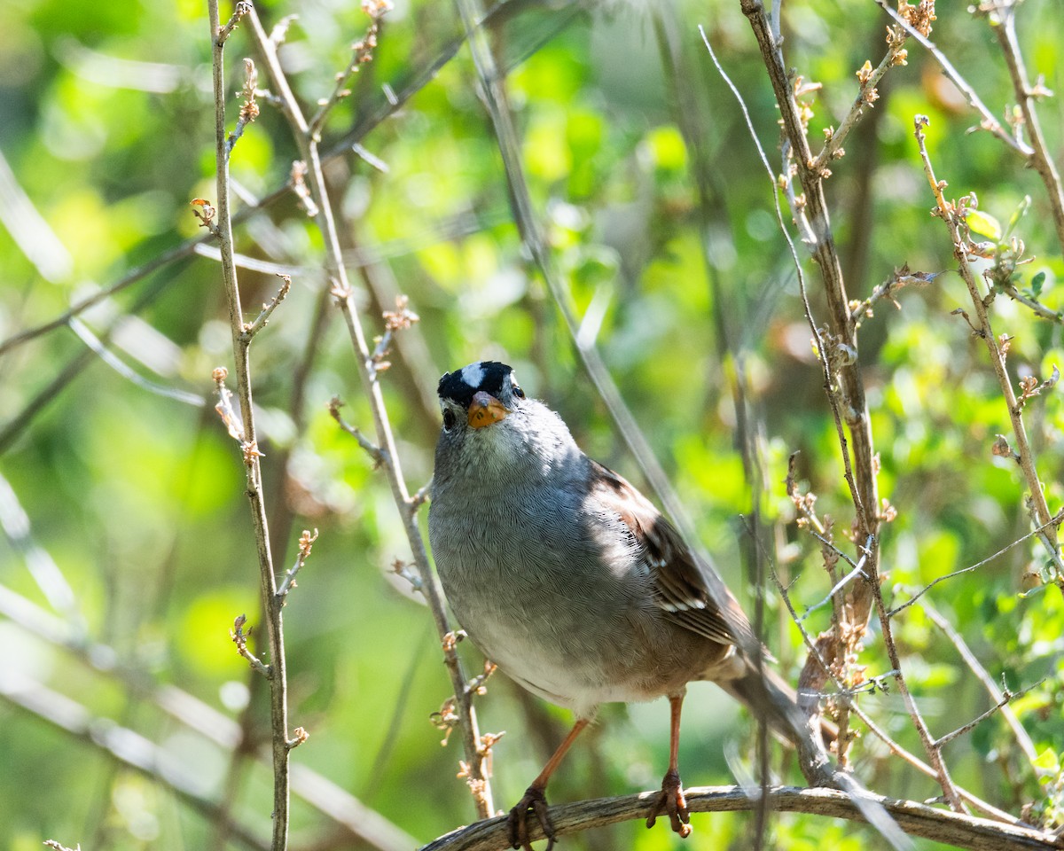 White-crowned Sparrow - ML617054428