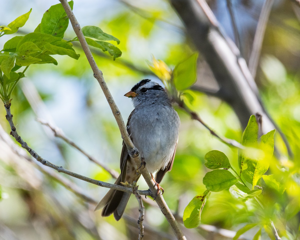 White-crowned Sparrow - ML617054429