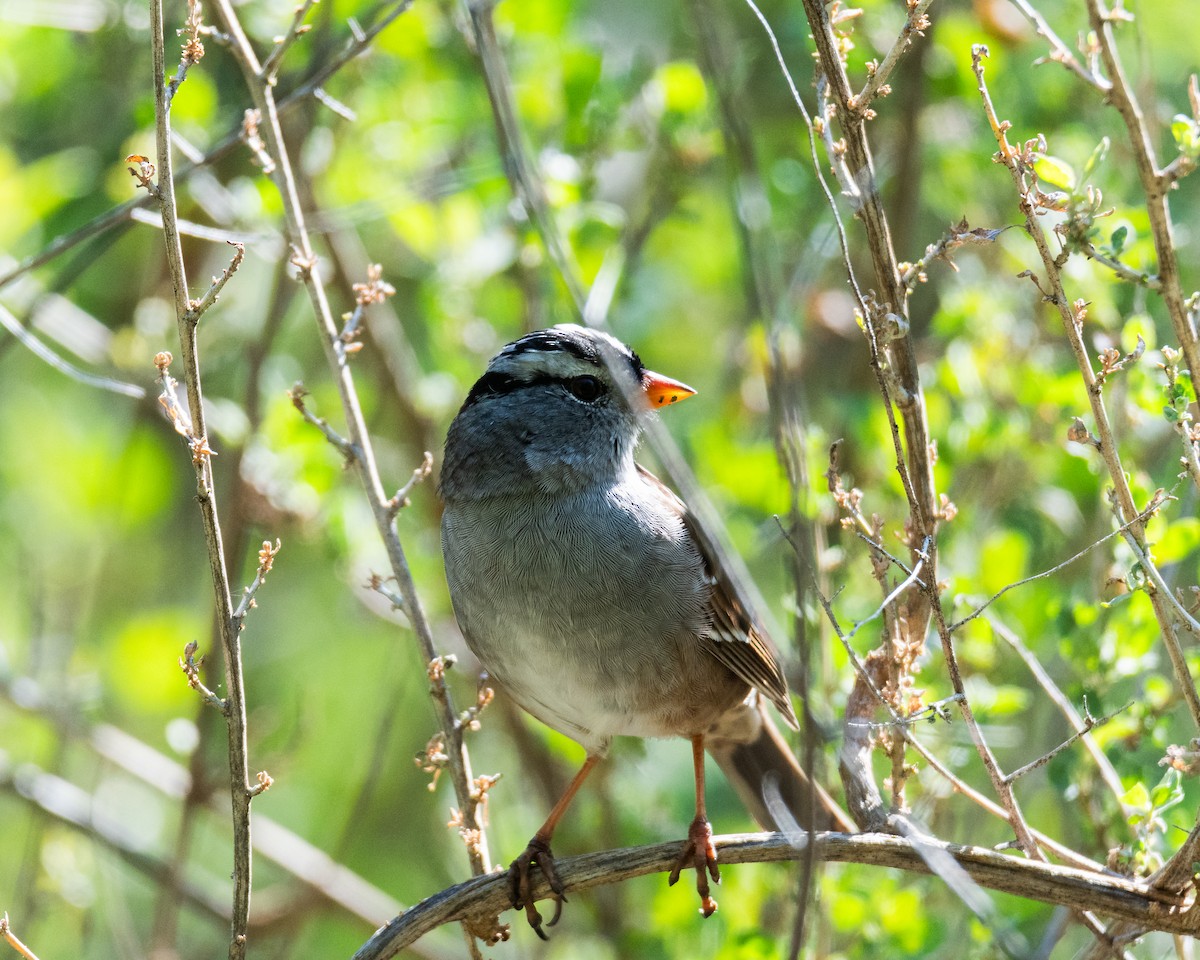 White-crowned Sparrow - ML617054430