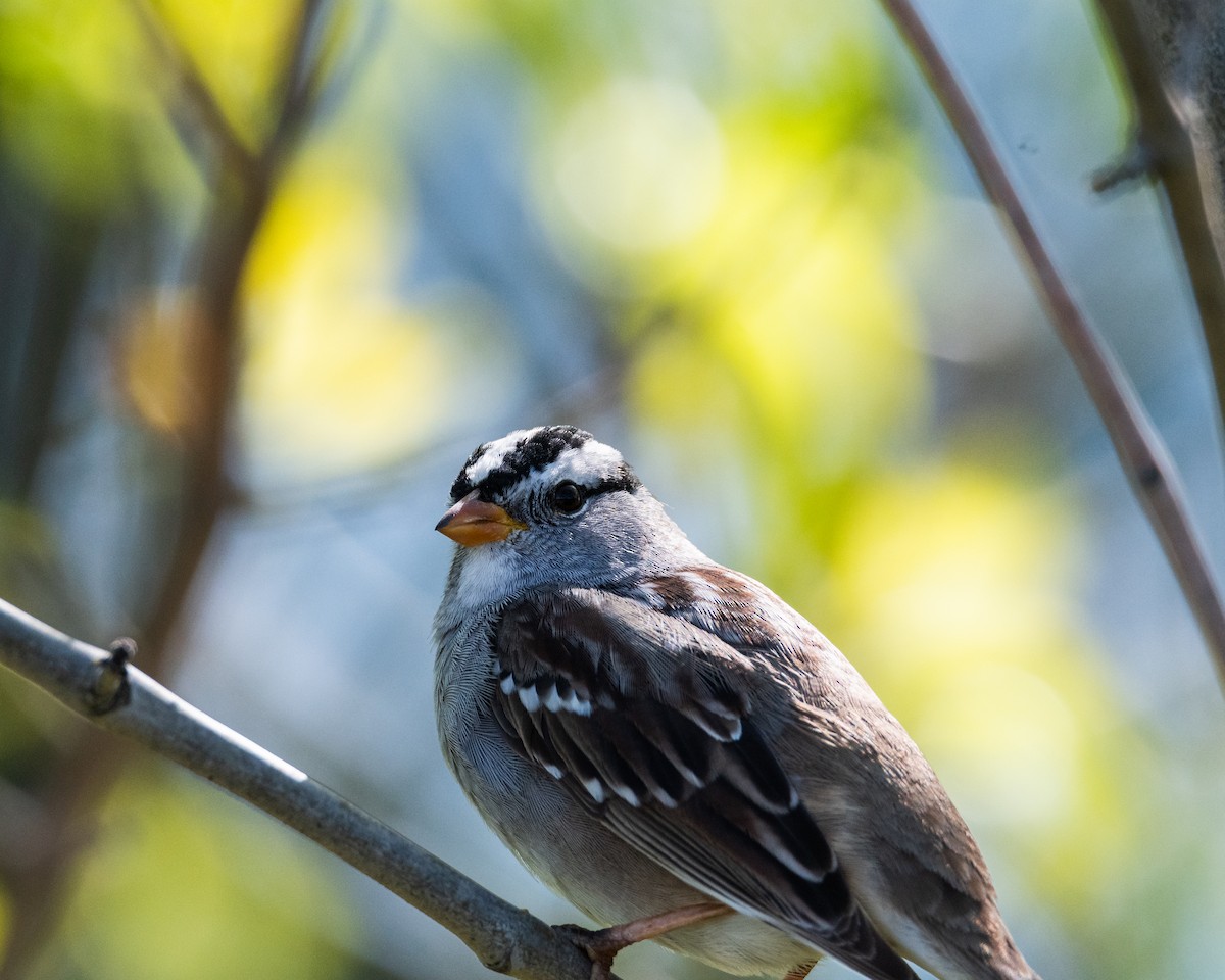 White-crowned Sparrow - ML617054431