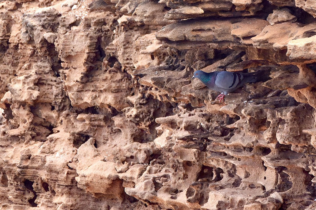 Rock Pigeon - ML617054435