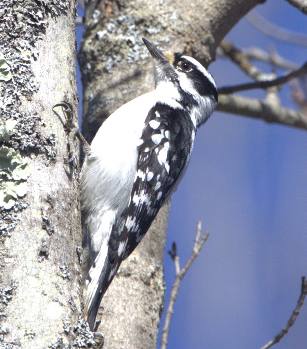 Downy Woodpecker (Eastern) - ML617054503