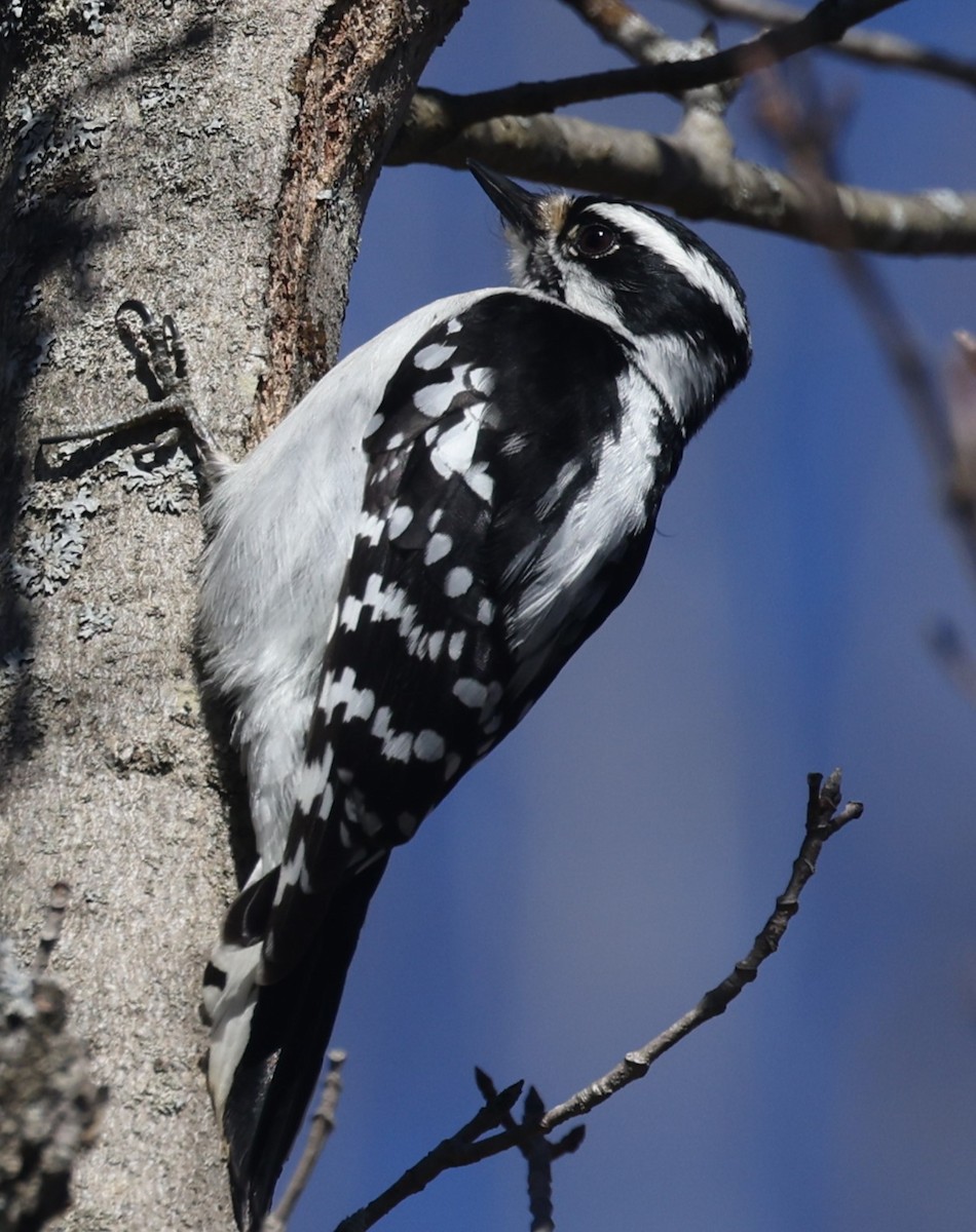 Downy Woodpecker (Eastern) - ML617054504