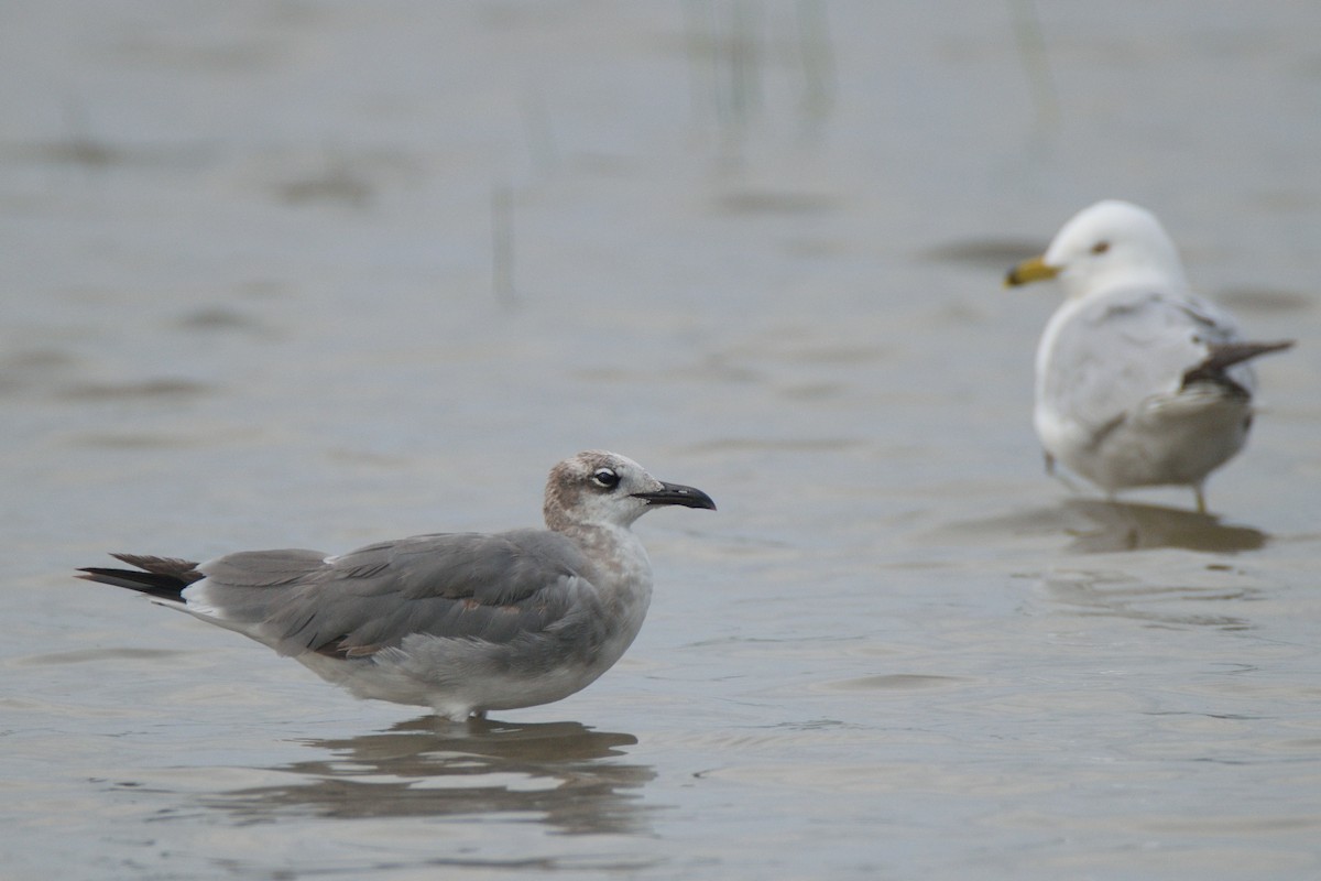 Laughing Gull - Jack Farley