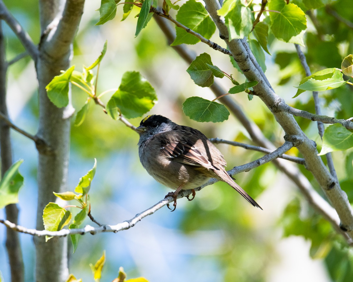 Golden-crowned Sparrow - ML617054519